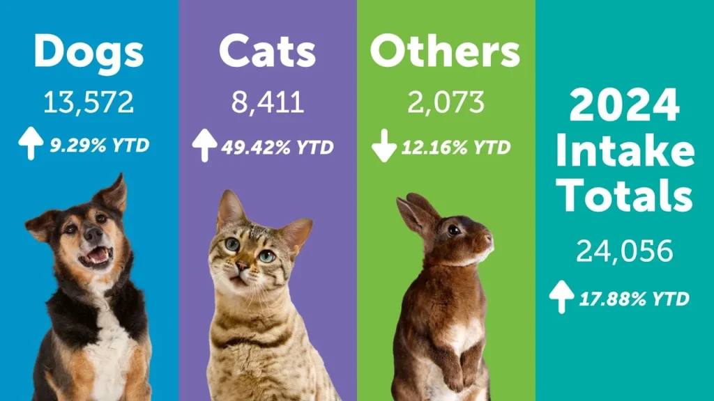 The Animal Foundation 2024 lost and found admissions nearly doubled cat intake up 49%